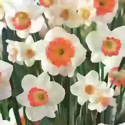 Pink & White Mixture